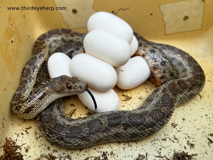 Pacific Gopher Snake